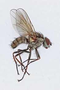 Anthomyiidae Recording Scheme logo