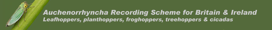 Auchenorrhyncha Recording Scheme logo