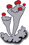British Lichen Society logo