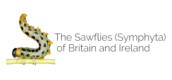 Sawfly Recording Scheme logo